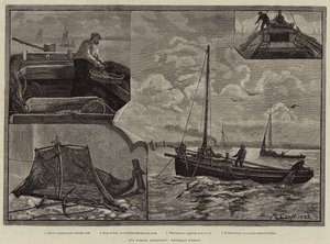 Halászati iparágaink, Whitebait Fishing